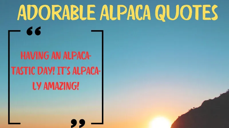 Adorable Alpaca Quotes